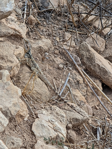 Cyprus Rock Agama, Laudakia cypriaca