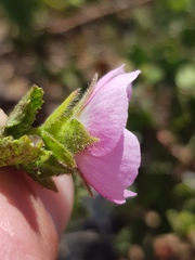 Anisodontea scabrosa