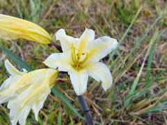 Cyrtanthus loddigesianus