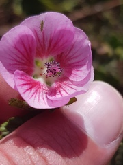 Anisodontea scabrosa