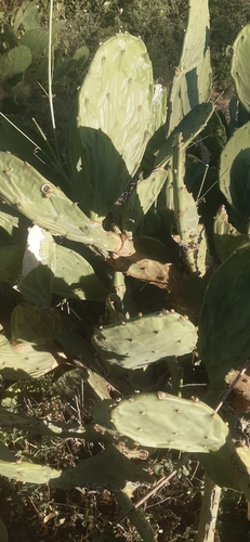 beach prickly pear