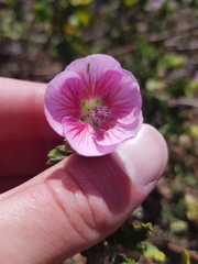 Anisodontea scabrosa