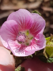 Anisodontea scabrosa