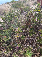 Anisodontea scabrosa