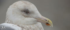 Larus schistisagus