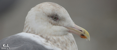 Larus schistisagus