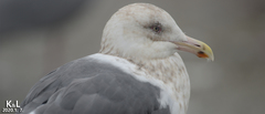 Larus schistisagus