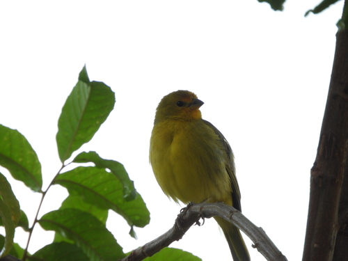 Saffron Finch