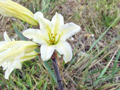 Cyrtanthus loddigesianus