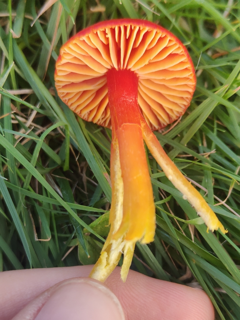 Hygrocybe coccinea · November 2025 · photo: © tomhughes97 (iNaturalist, cc-by)
