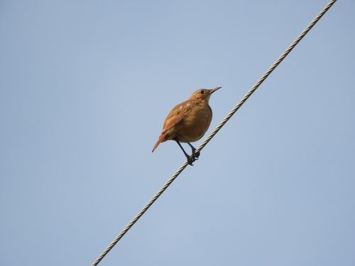 Rufous Hornero