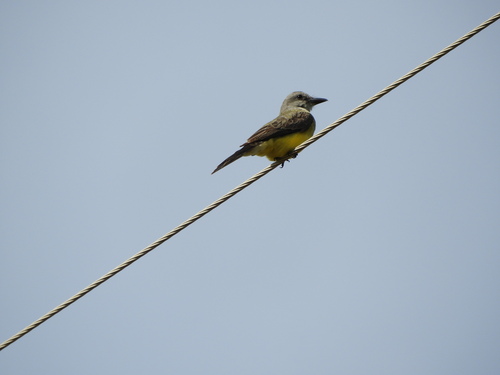 Tropical Kingbird