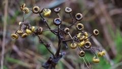 Helichrysum foetidum