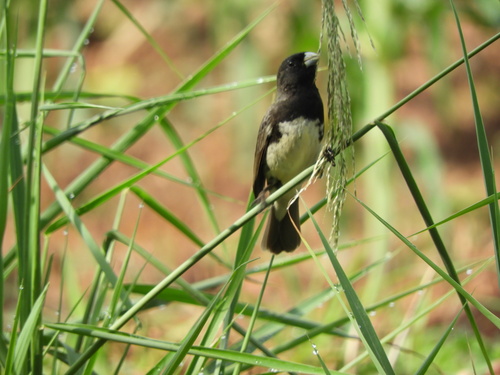 Yellow-bellied Seedeater