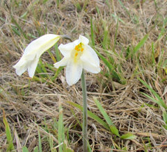 Cyrtanthus loddigesianus