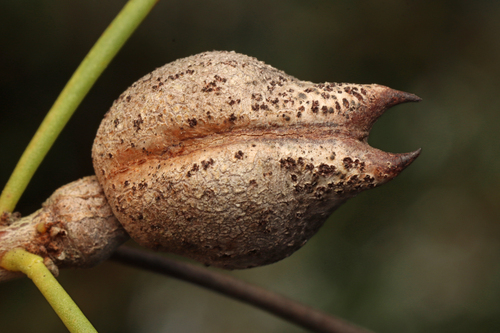 striped hakea (Hakea vittata)