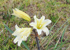 Cyrtanthus loddigesianus
