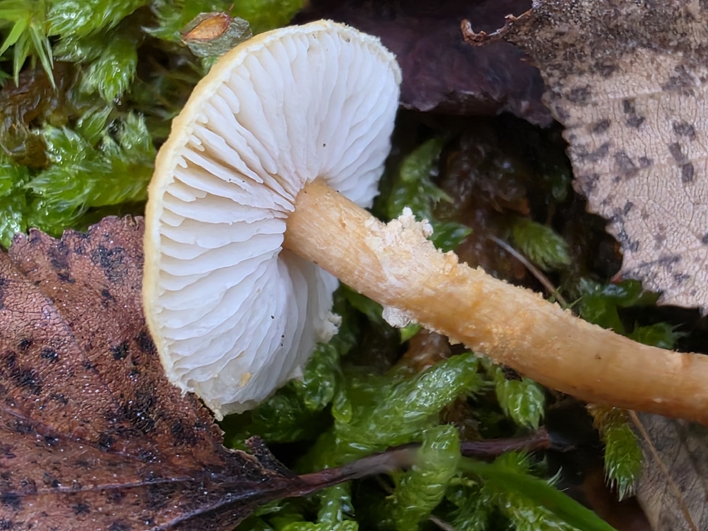 Cystoderma amianthinum · November 2025 · photo: © fungaryum (iNaturalist, cc0)
