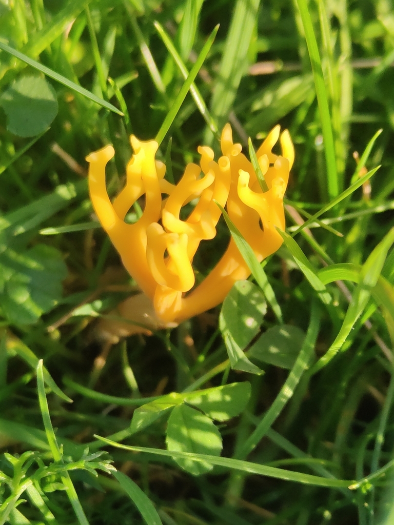 Clavulinopsis corniculata · November 2025 · photo: © tomhughes97 (iNaturalist, cc-by)