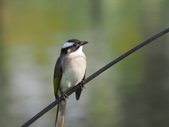 Light-Vented Bulbul photo 1