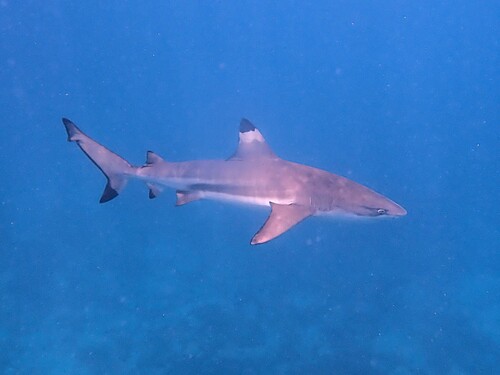Blacktip Reef Shark, photo 8 of 9