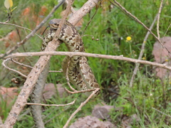 Crotalus molossus