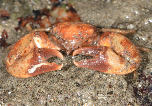 Petrolisthes crenulatus