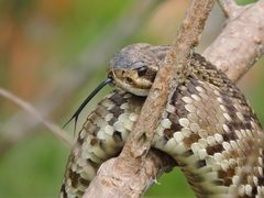 Crotalus molossus