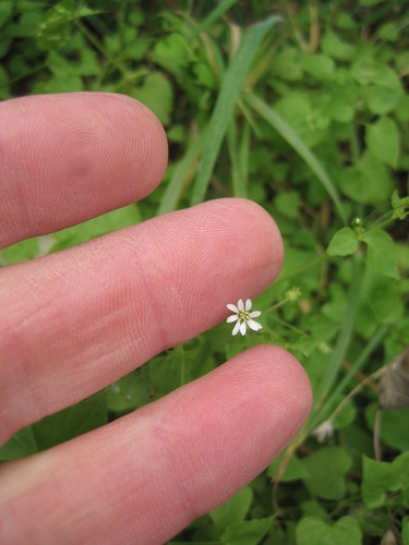 Stellaria cuspidata ssp. prostrata