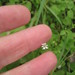 Stellaria cuspidata prostrata - Photo (c) blake hendon, algunos derechos reservados (CC BY-NC), subido por blake hendon
