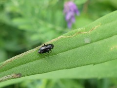 Slaterocoris