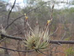 Tillandsia loliacea