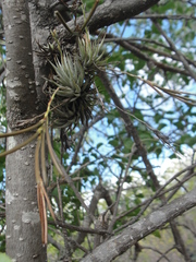 Tillandsia loliacea