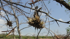 Tillandsia loliacea