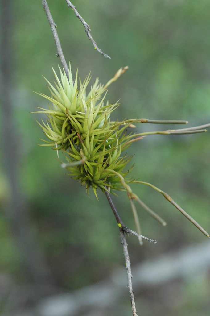 Tillandsia loliacea