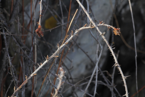 Ribes aciculare (Ribes aciculare)