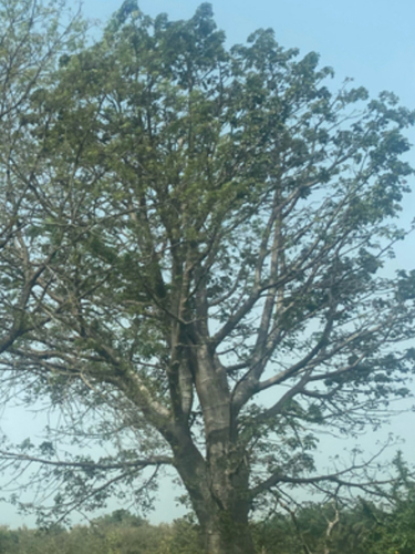 African baobab