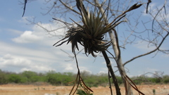 Tillandsia loliacea