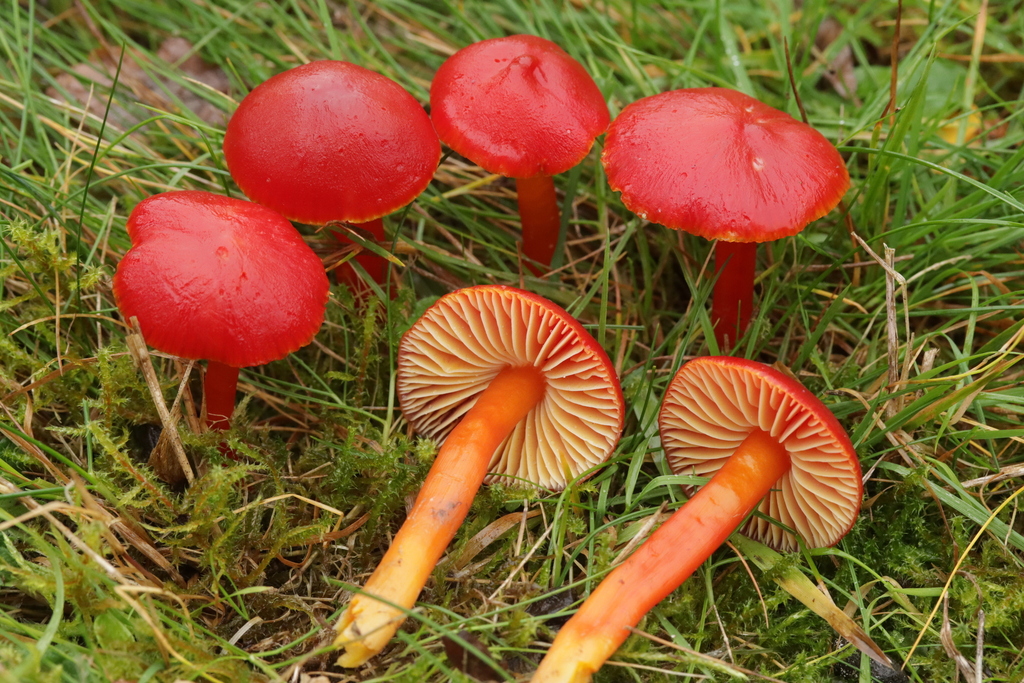 Hygrocybe coccinea · November 2025 · photo: © bjoerns (iNaturalist, cc-by)