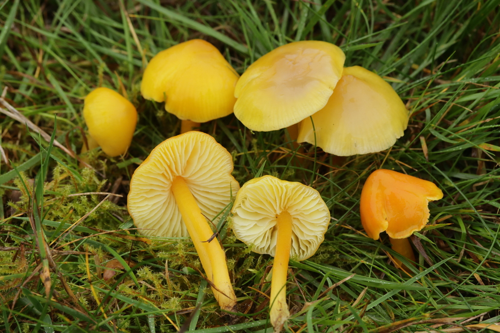 Hygrocybe chlorophana · November 2025 · photo: © bjoerns (iNaturalist, cc-by)