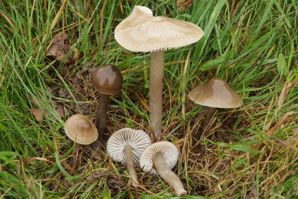 Gliophorus irrigatus · November 2025 · photo: © bjoerns (iNaturalist, cc-by)