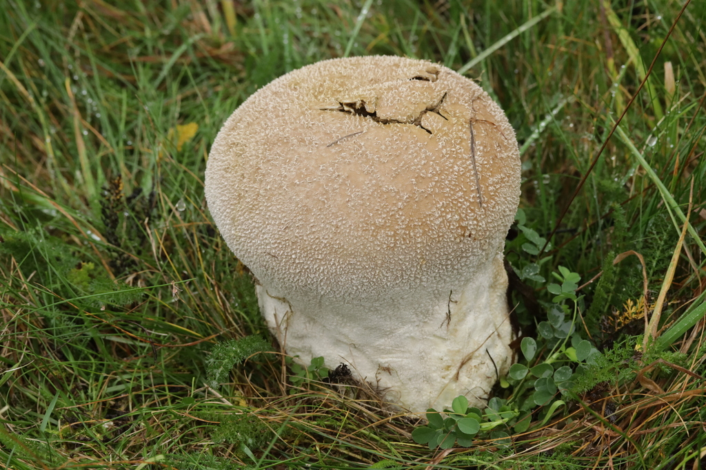Lycoperdon utriforme · November 2025 · photo: © bjoerns (iNaturalist, cc-by)
