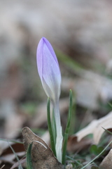 Crocus carpetanus