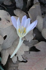 Crocus carpetanus