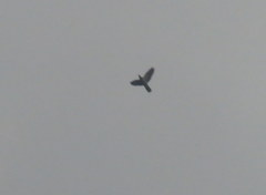 Patagioenas fasciata