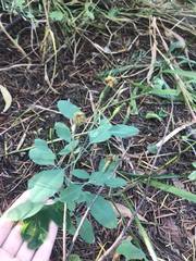 Porophyllum ruderale