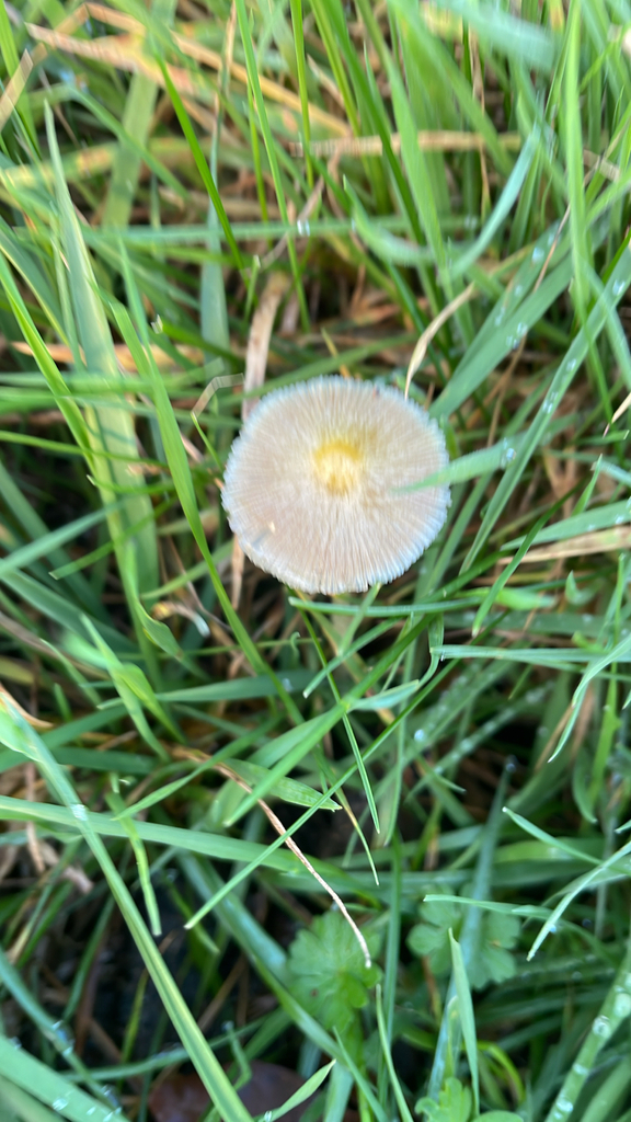 Bolbitius titubans · November 2025 · photo: © justincormack (iNaturalist, cc0)