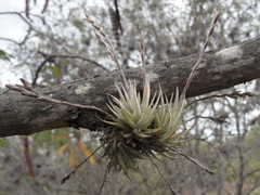 Tillandsia loliacea
