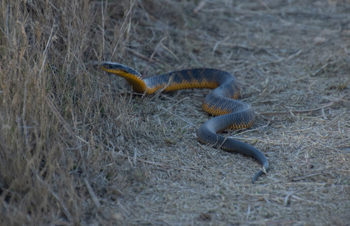Western Tiger Snake sighting