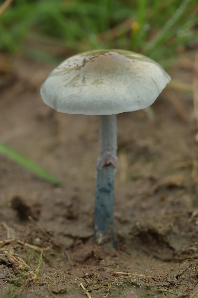 Stropharia pseudocyanea